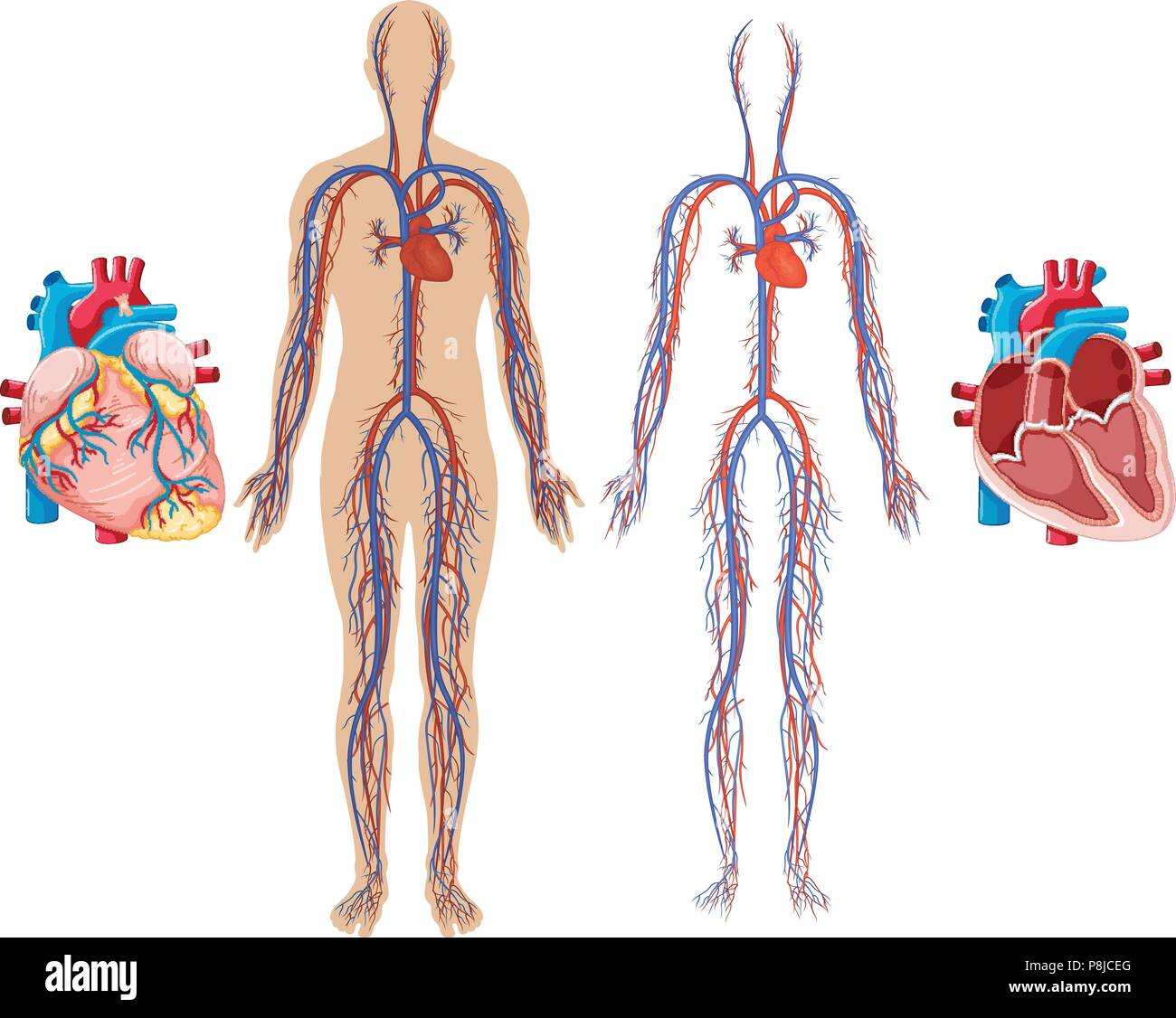 Human Heart and Cardiovascular System illustration Stock Vector