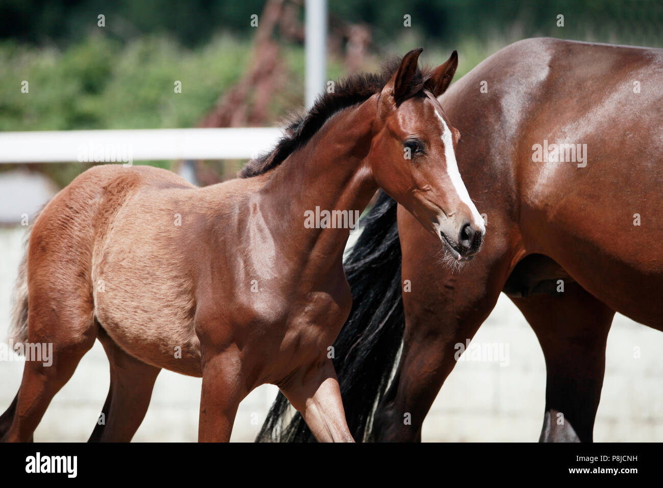 a young and pretty brown foal next to his mother on a foal show Stock Photo