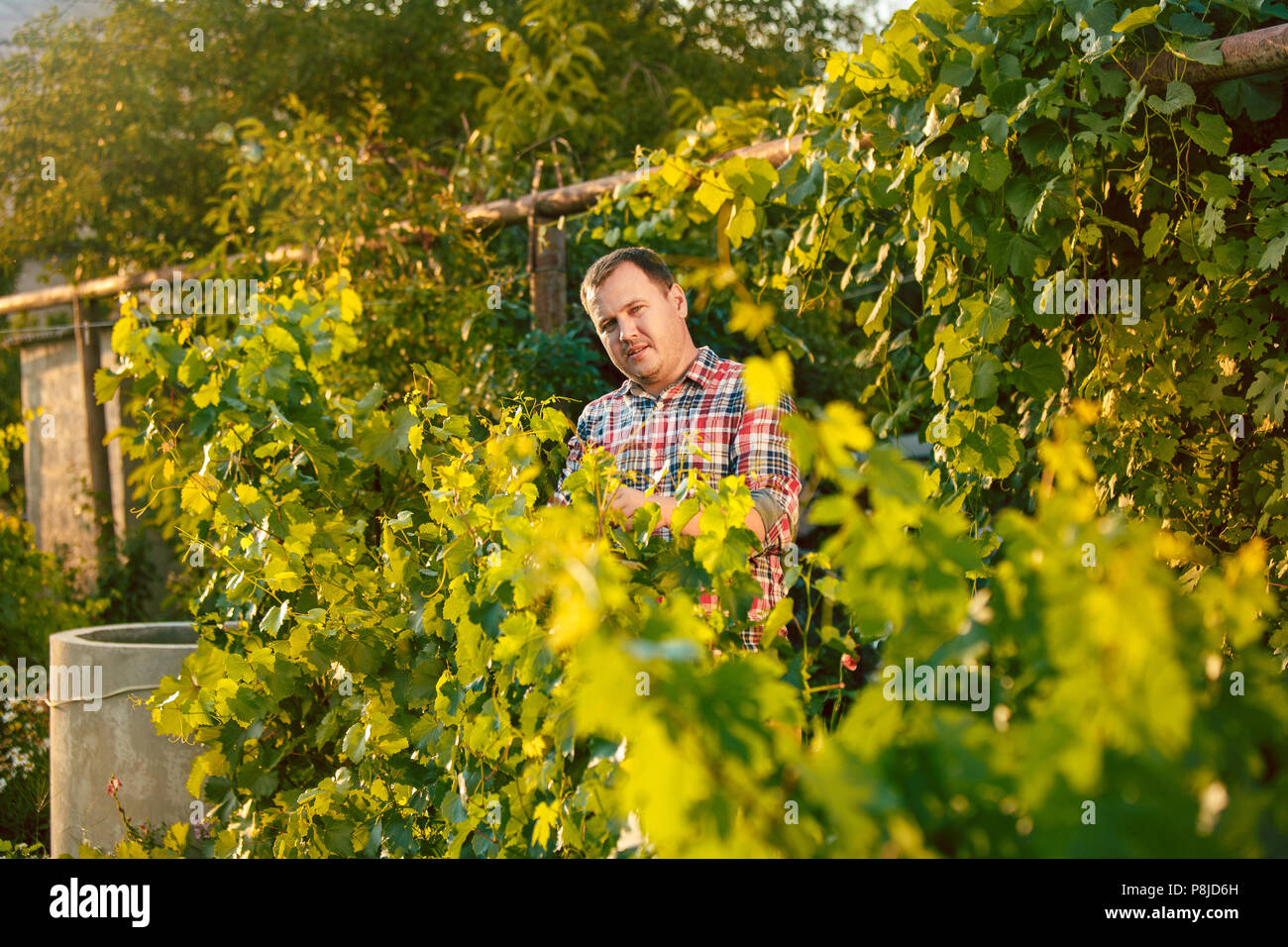 Mant prune grape brunch, work on a family farm Stock Photo