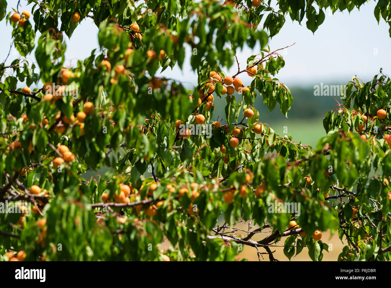 Apricottree hi-res stock photography and images - Alamy