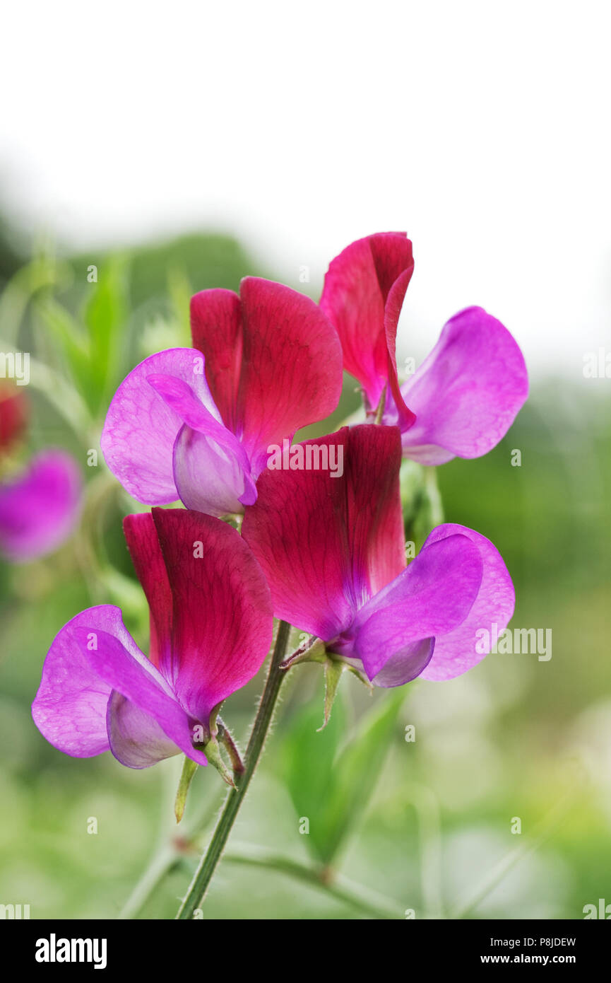 Lathyrus odoratus 'Matucana'. Sweet Pea 'Matucana' flowers. Stock Photo