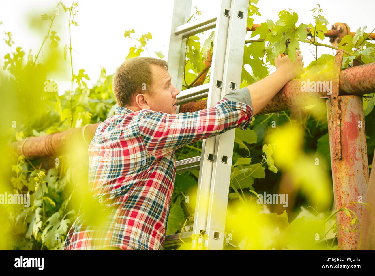 Mant prune grape brunch, work on a family farm Stock Photo