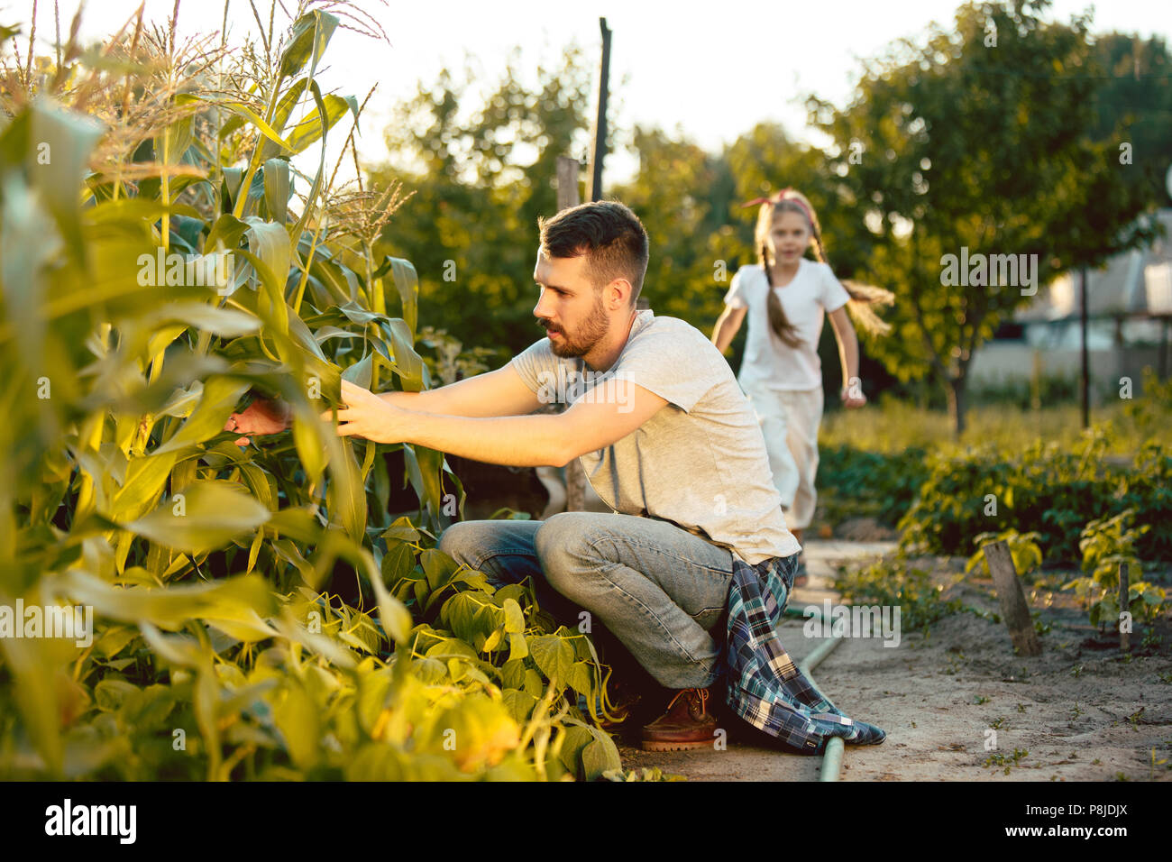 The happy young family during picking corns in a garden outdoors Stock Photo