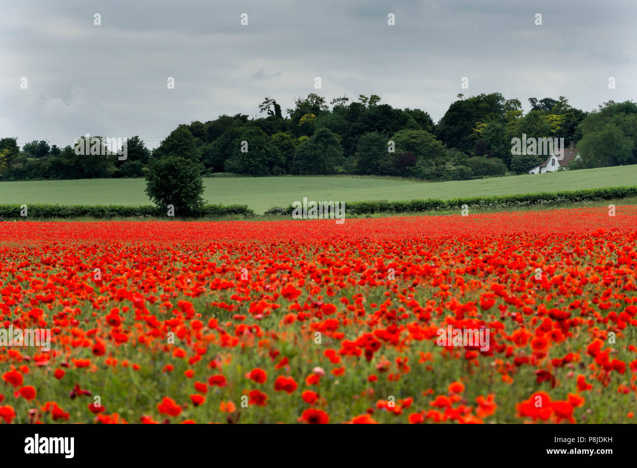 Poppy fields Royston UK Stock Photo