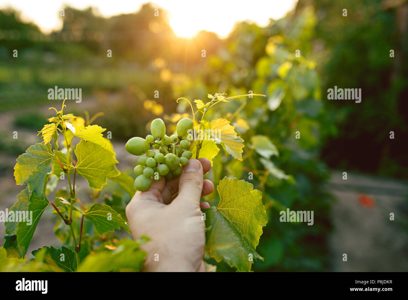 The male hand and grape brunch, work on a family farm Stock Photo