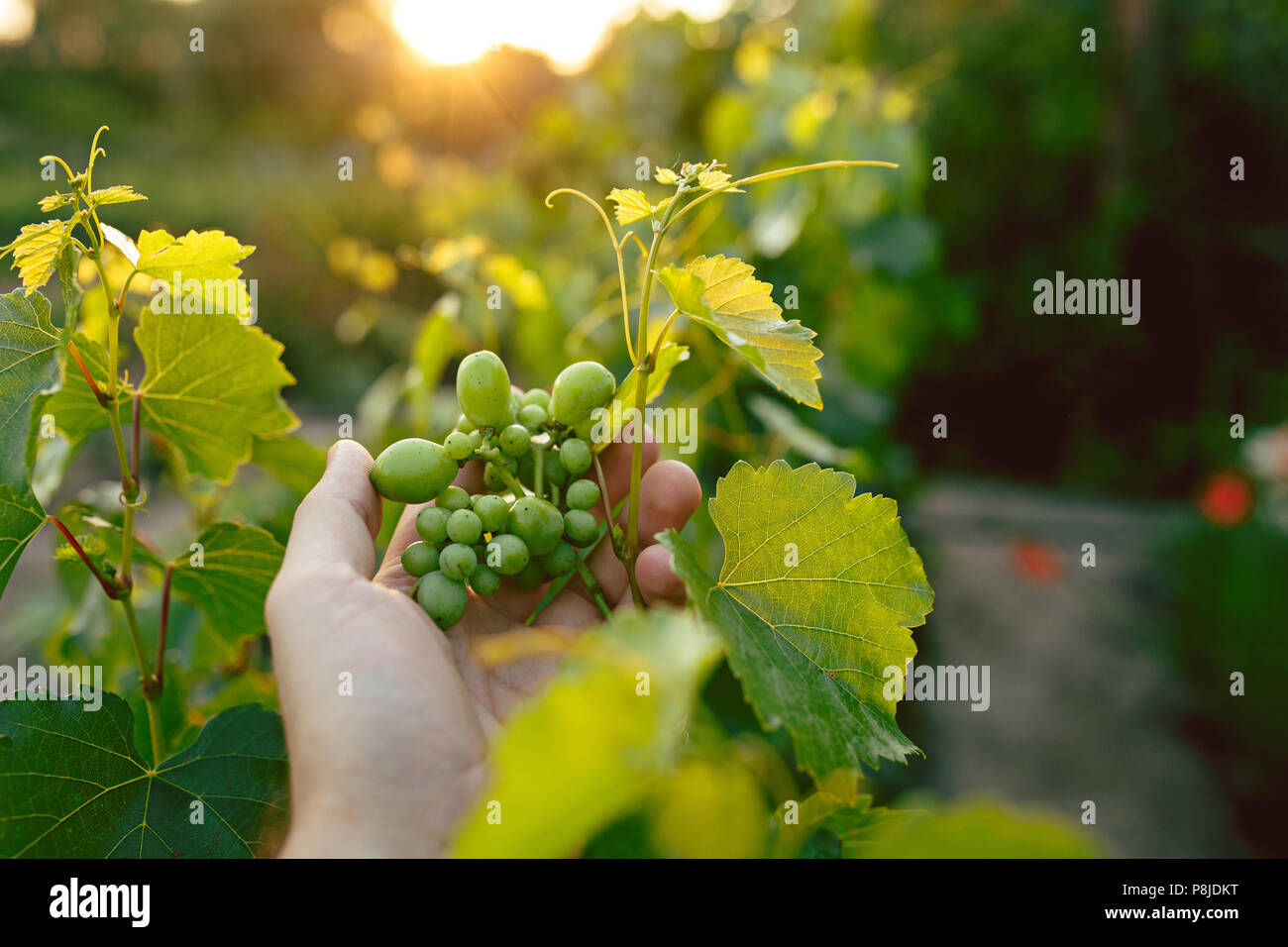 The male hand and grape brunch, work on a family farm Stock Photo