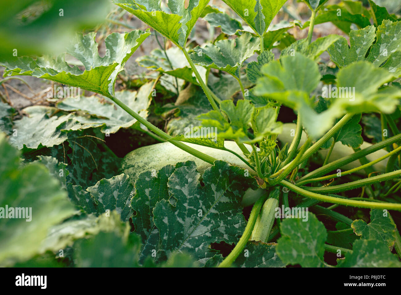 Zucchini plant. Zucchini flower. Green vegetable marrow growing on bush Stock Photo