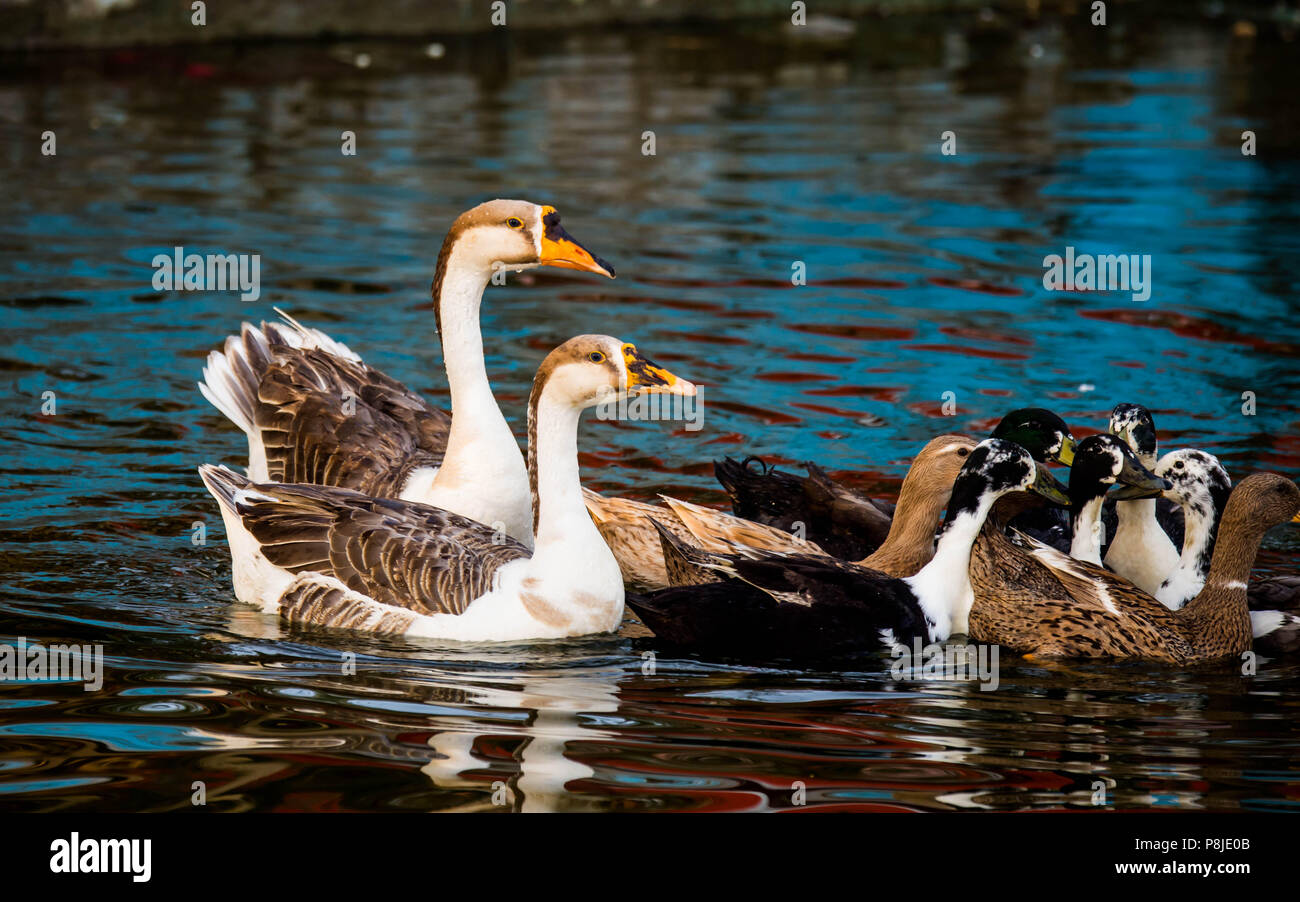 Survive 10 15 yrs hires stock photography and images Alamy