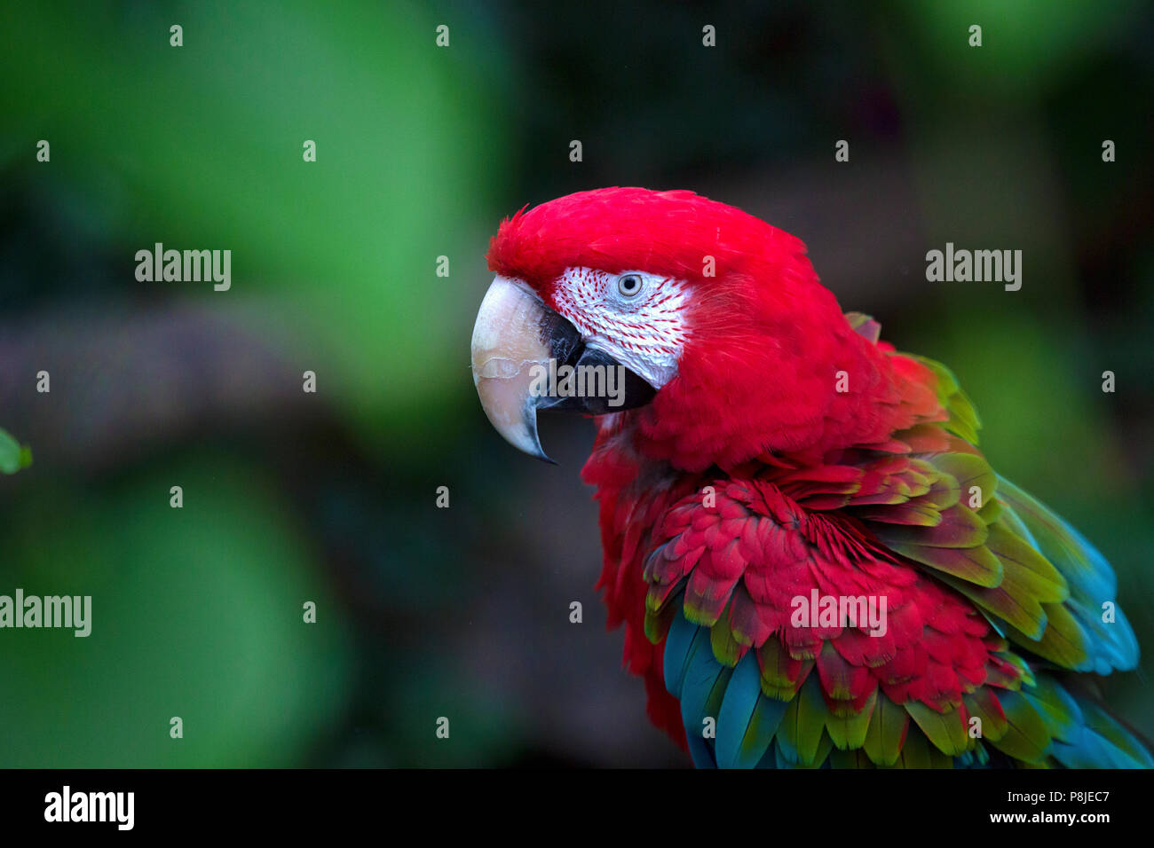 A green-winged parrot sits on a branch preening himself. The bird lives in the aviary of a zoo. Stock Photo