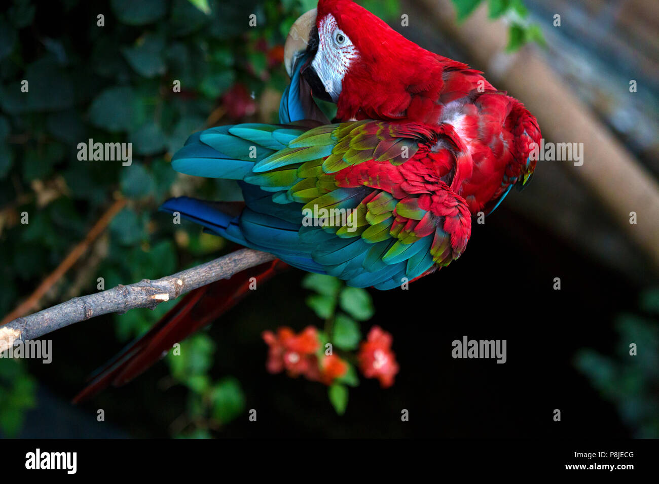 A green-winged parrot sits on a branch preening himself. The bird lives in the aviary of a zoo. Stock Photo