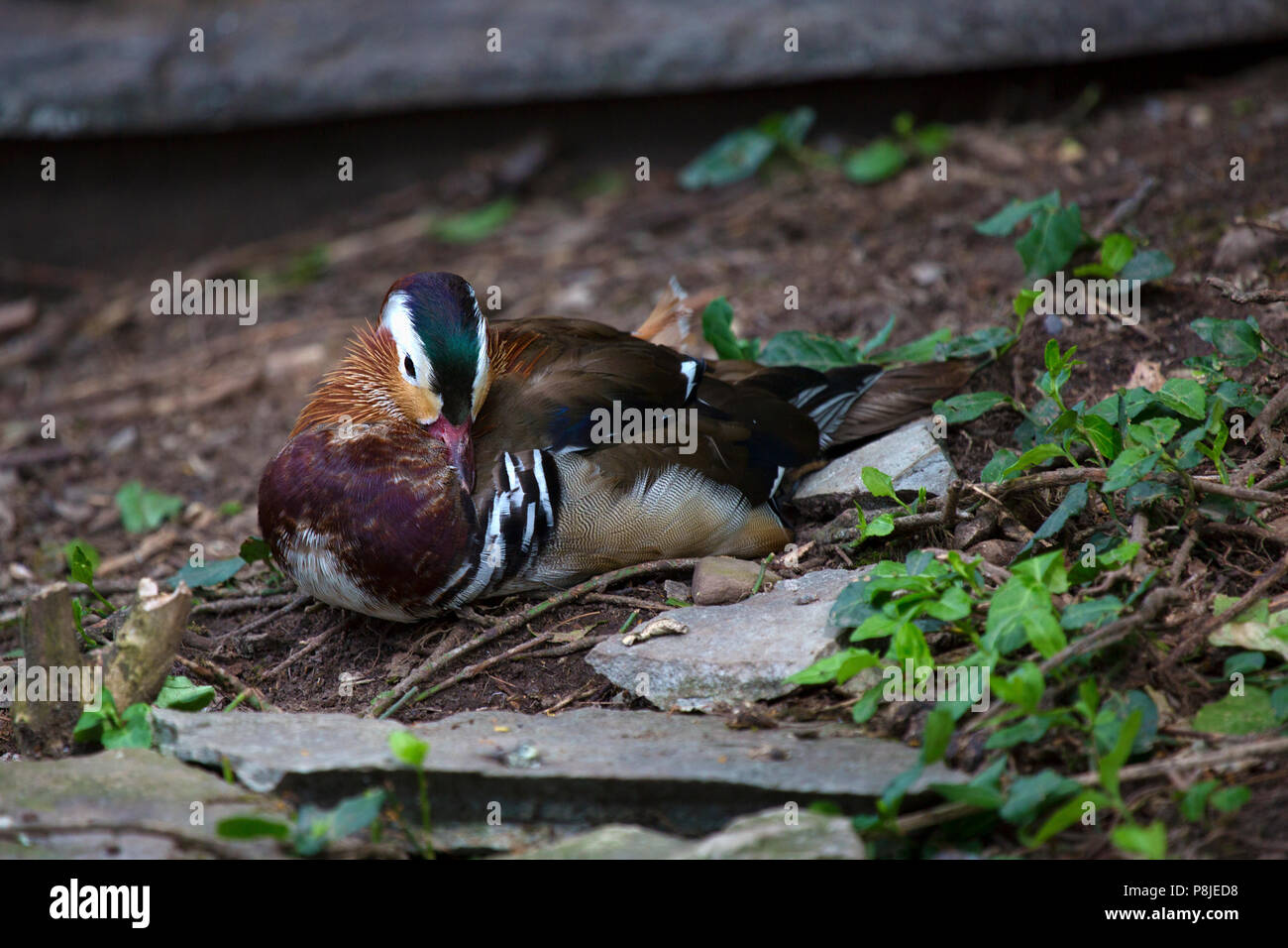 A male Mandarin Duck perches near the water in an aviary. Image shows