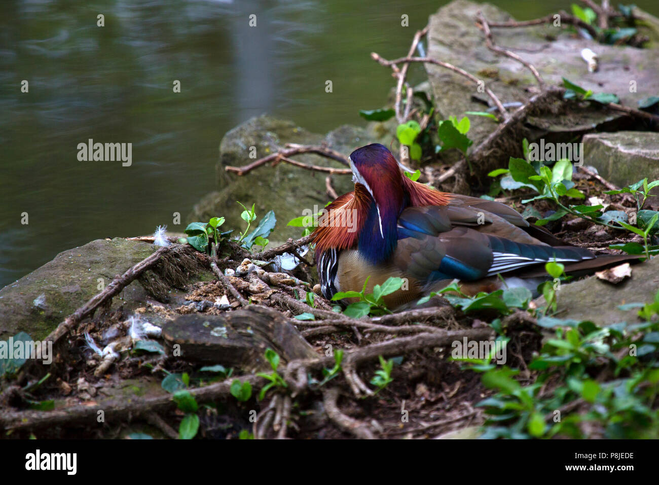A male Mandarin Duck perches near the water in an aviary. Image shows
