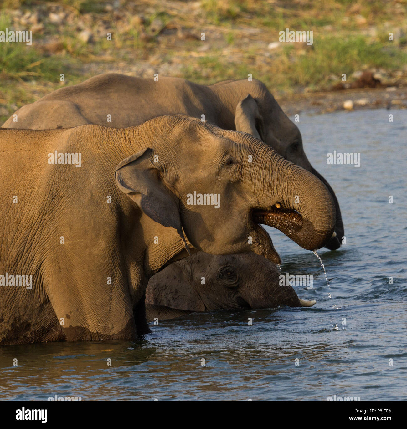 Asian elephant  or Asiatic elephant or Elephas maximus drinking water at Jim Corbett National Park at Uttarakhand in India Stock Photo