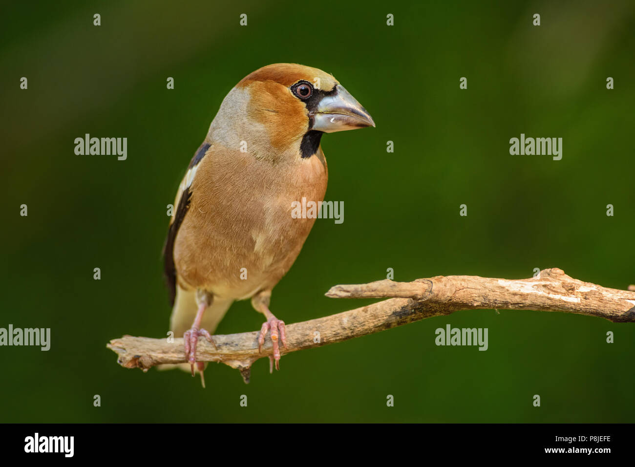 Hawfinch - Coccothraustes coccothraustes, beautiful colored perching bird from Old World forests. Stock Photo