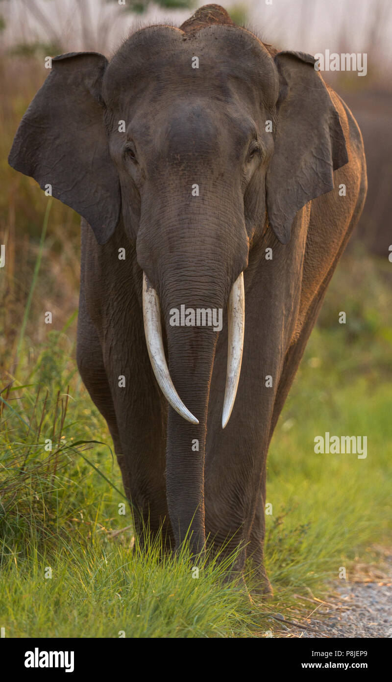 Asian elephant  or Asiatic elephant or Elephas maximus on road at Jim Corbett National Park at Uttarakhand in India Stock Photo