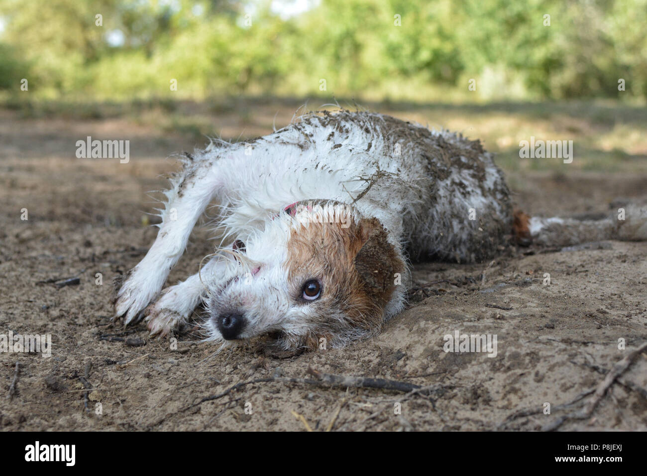 Dog in mud puddle hires stock photography and images Alamy