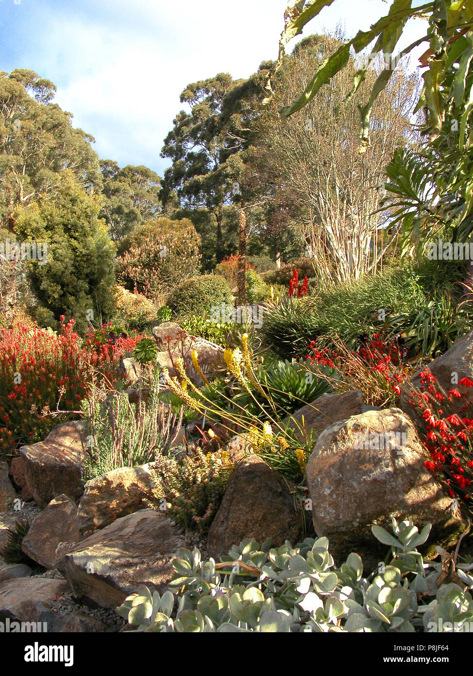 Mount Toomah Botanic Garden,  Blue Mountains, NSW, Australia Stock Photo