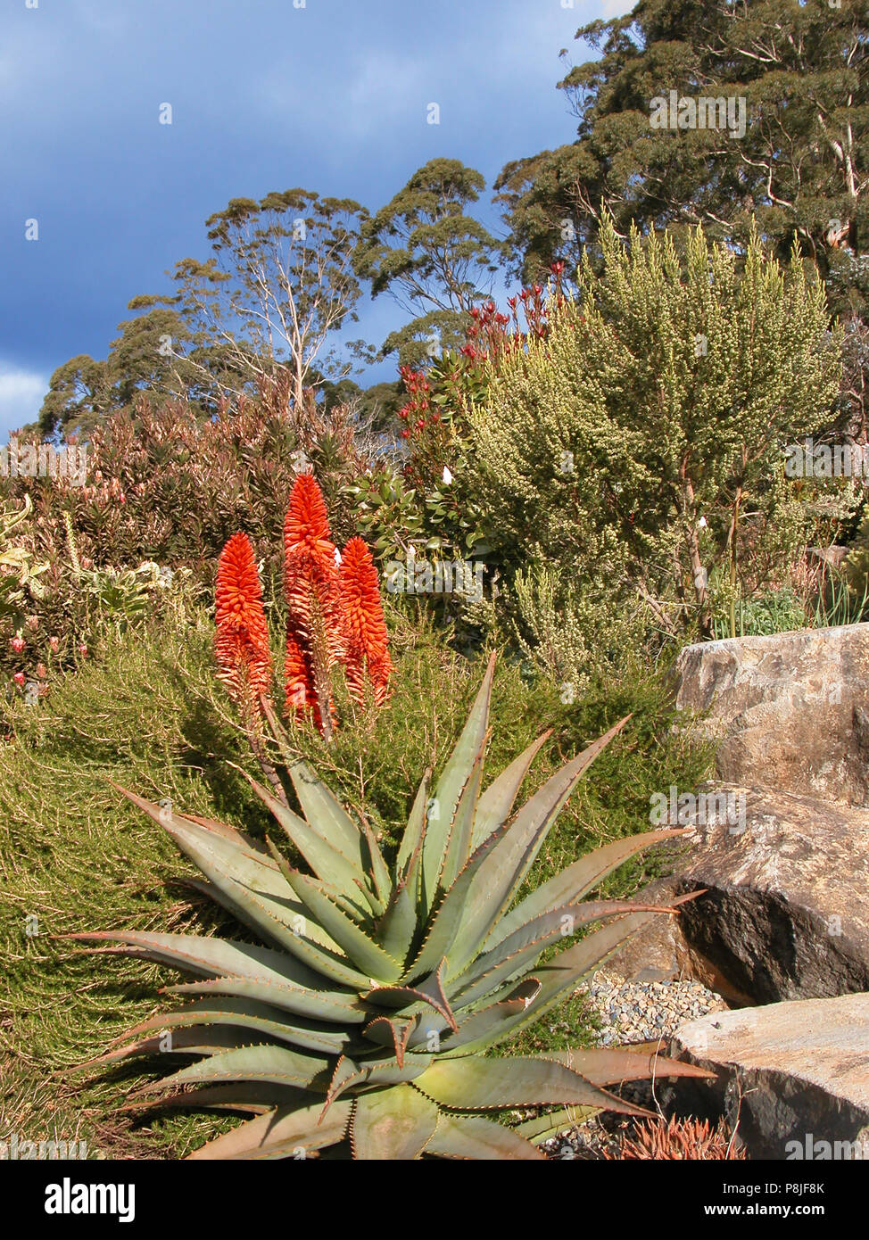 Aloe, Mount Toomah Botanic Garden,  Blue Mountains, NSW, Australia Stock Photo