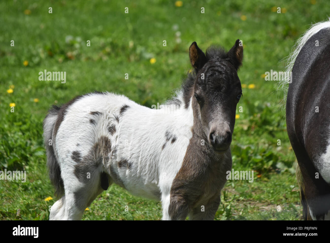 white and black paint miniature horse in a grass field Stock