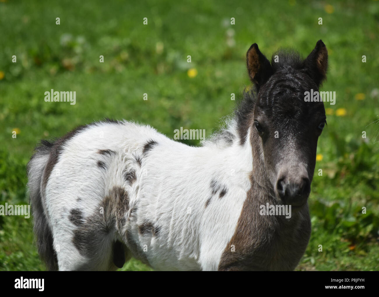 Spring with an adorable white and black paint miniature horse foal