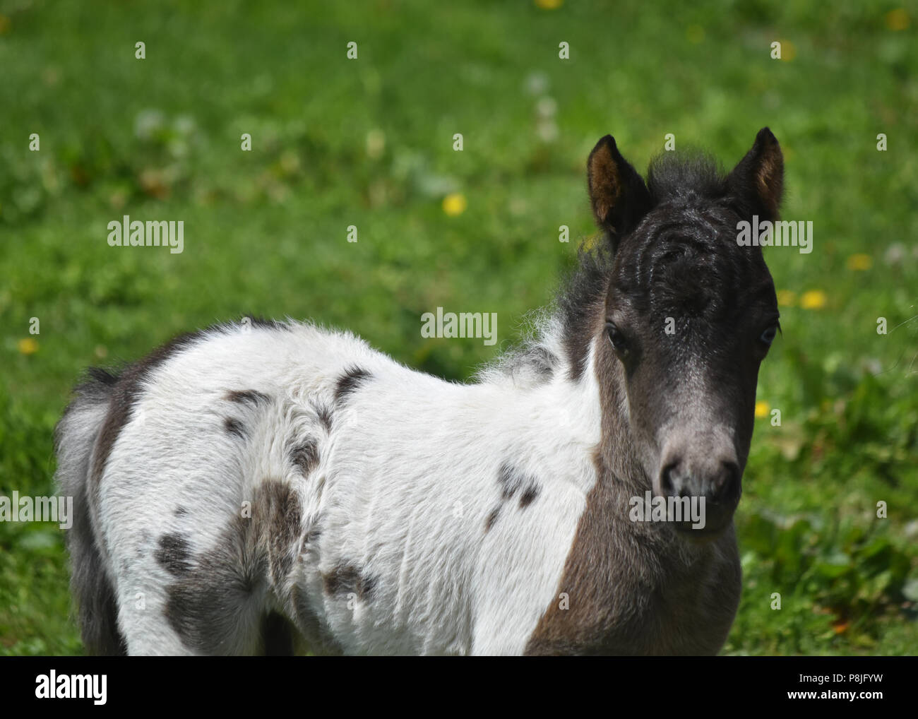 Black and white miniature horse foal in the spring Stock Photo Alamy