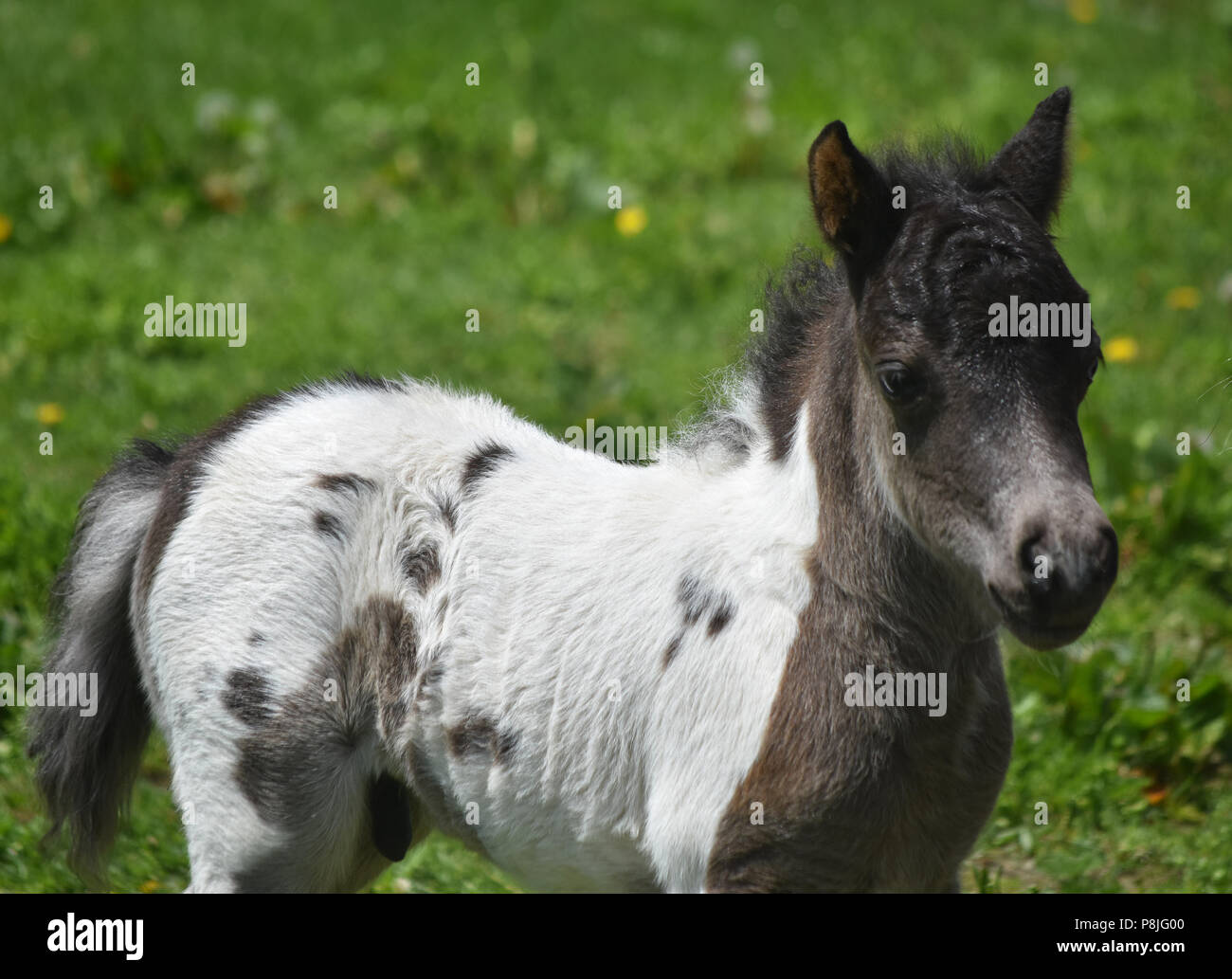 Lovable white and black paint miniature horse foal Stock Photo Alamy
