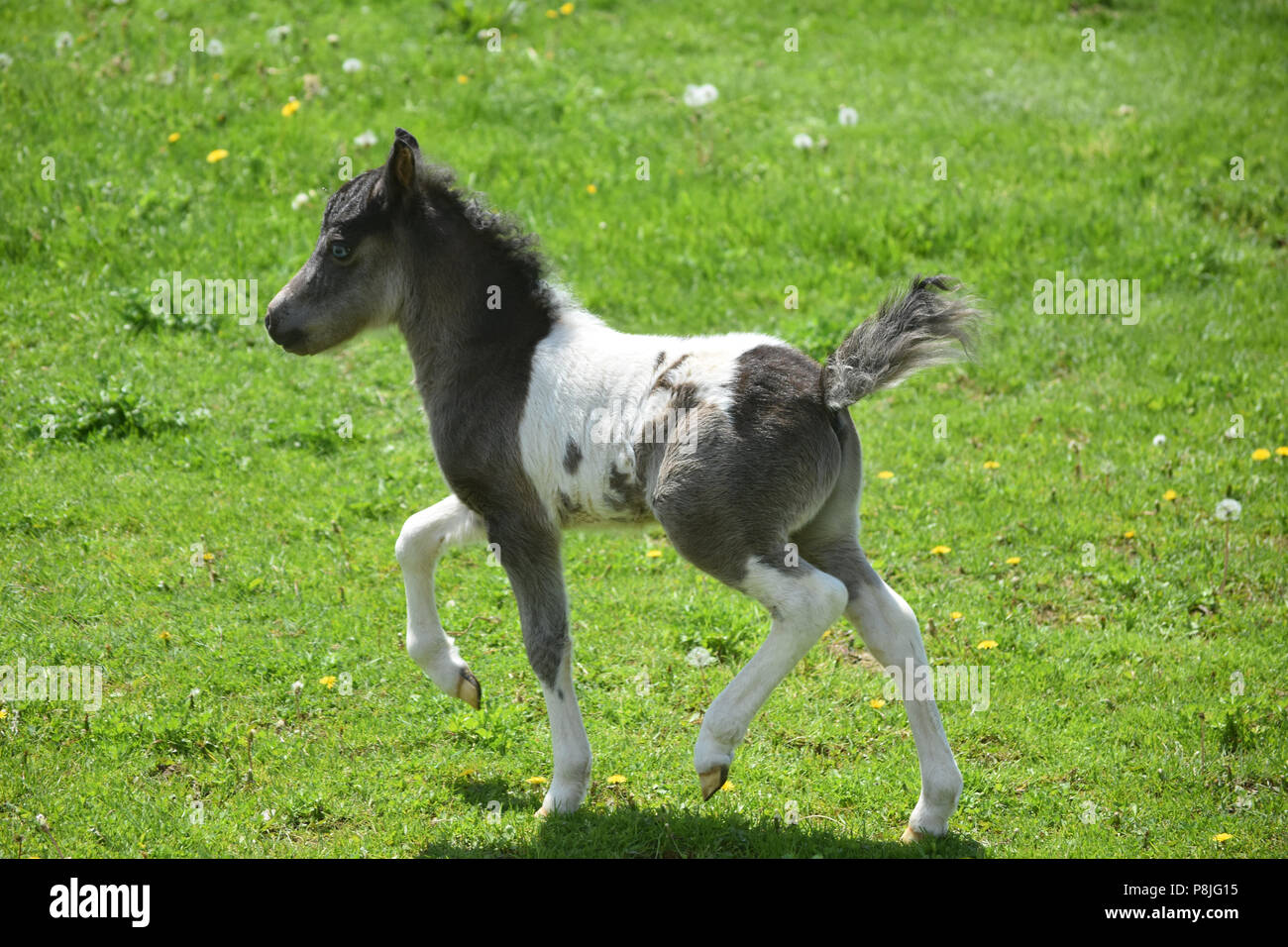 Absolutely adorable frisky black and white paint miniature paint horse Stock Photo Alamy