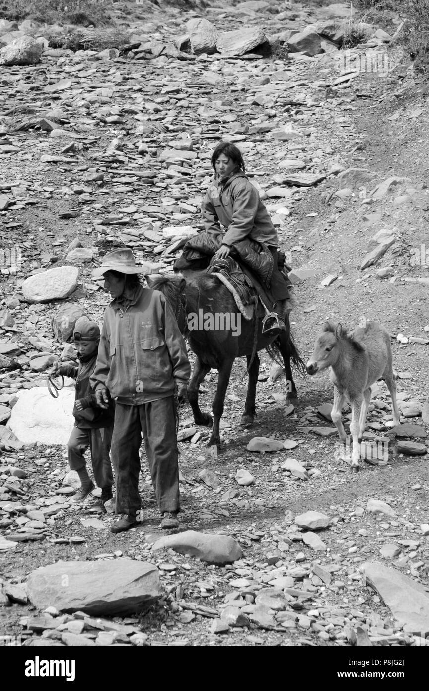 A family of drokpas (nomands)  on horse back with colts in the highlands of Kham - Sichuan Province, China, (Tibet) Stock Photo