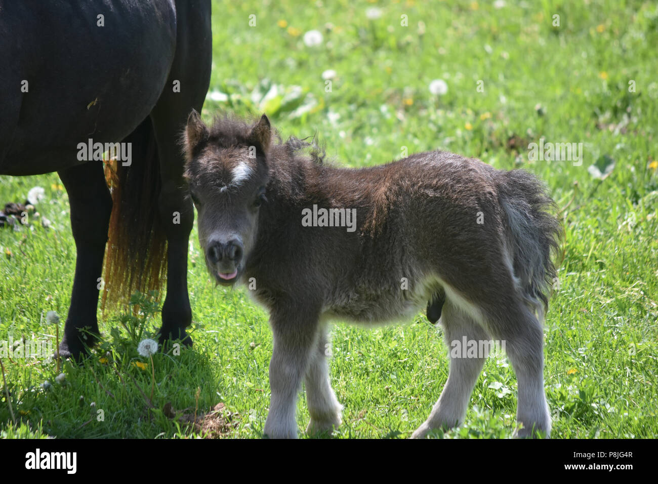 Adorable fluffy black miniature horse in a green grass field Stock Photo -  Alamy