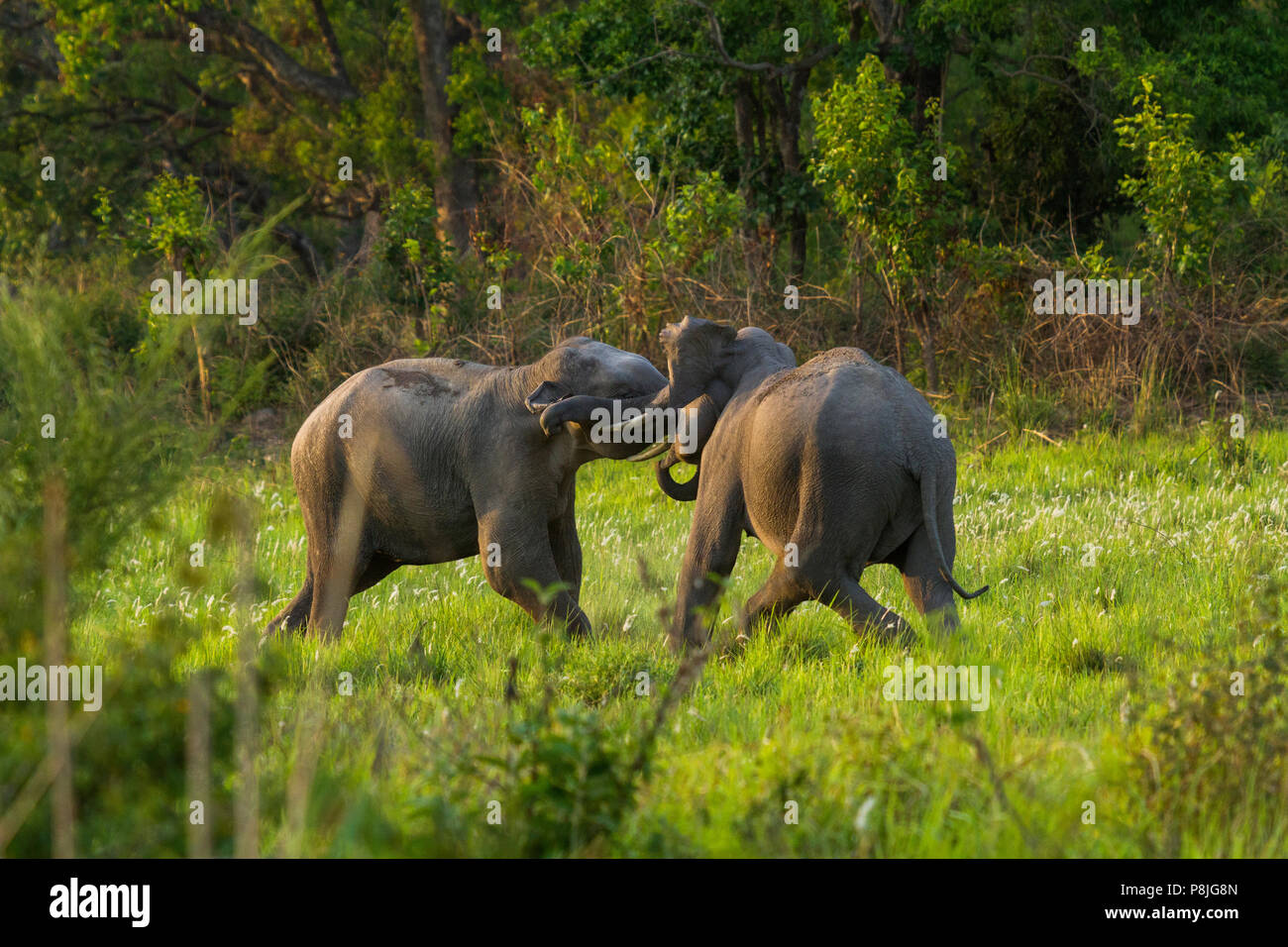 Asian elephant  or Asiatic elephant or Elephas maximus fighting at Jim Corbett National Park at Uttarakhand in India Stock Photo