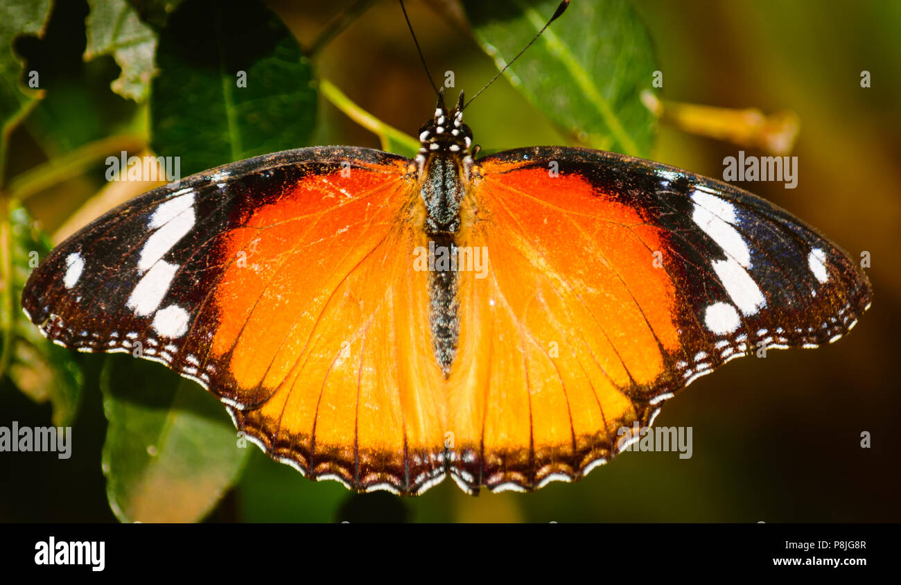 A butterfly resting on a branch with its wings spread out Stock Photo