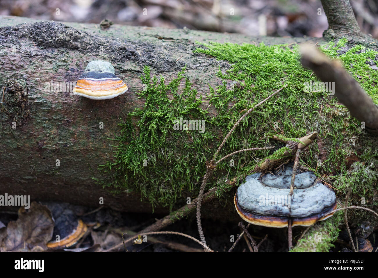 mushroom with mold growing on tree trunk close up Stock Photo Alamy