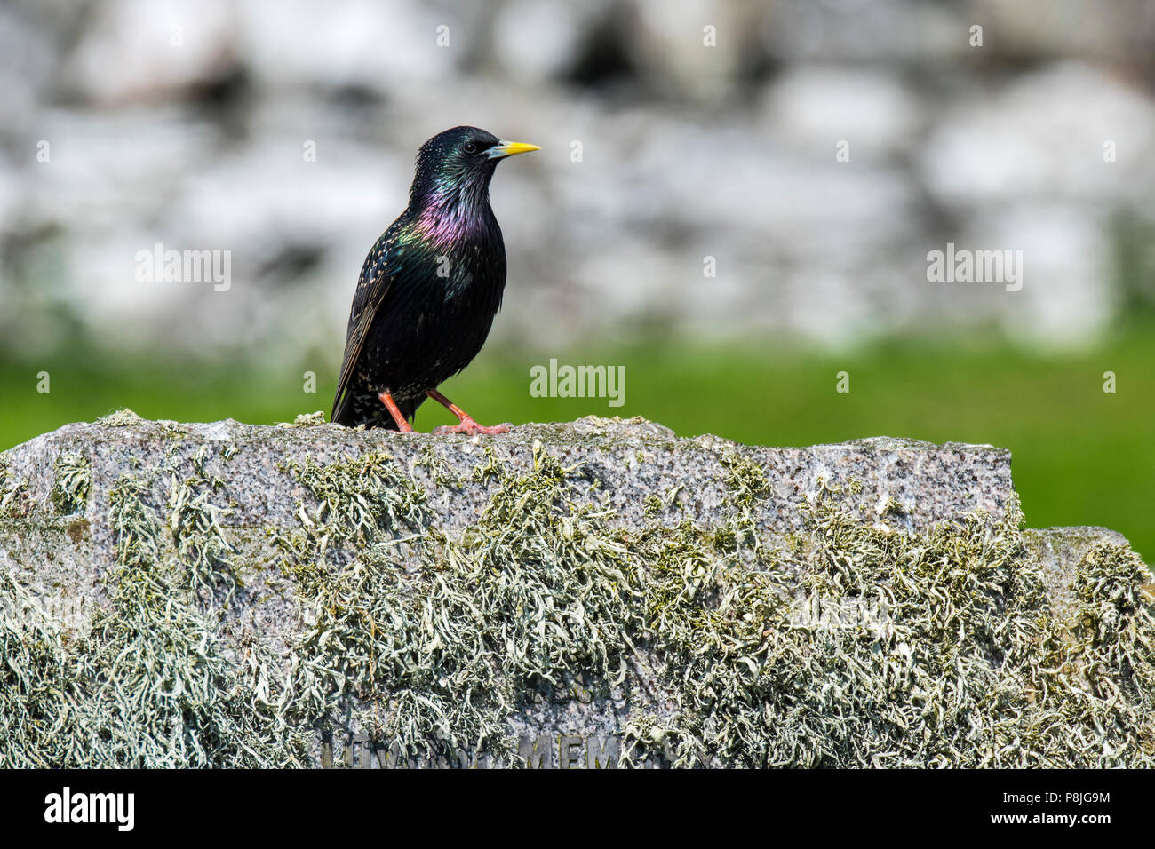 Common starling / European starling (Sturnus vulgaris) perched on tombstone / headstone covered in lichen at Scottish cemetery, Scotland, UK Stock Photo