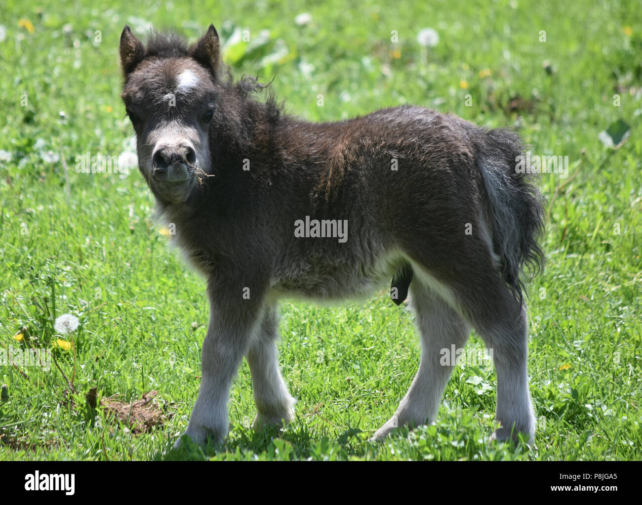 Cute Miniature Pony Foal