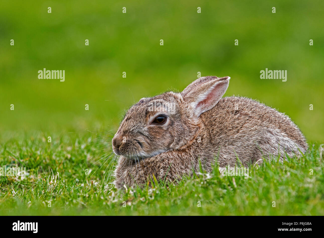 European rabbit (Oryctolagus cuniculus) lying down and resting in