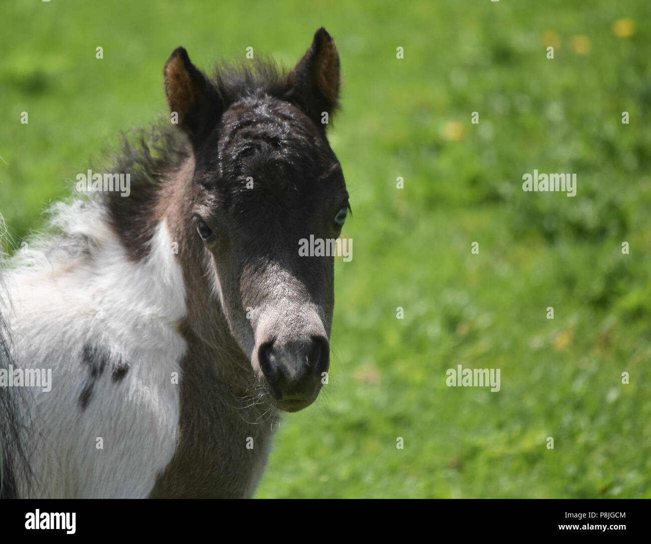 Sweet expression on the face of a black and white paint miniature horse