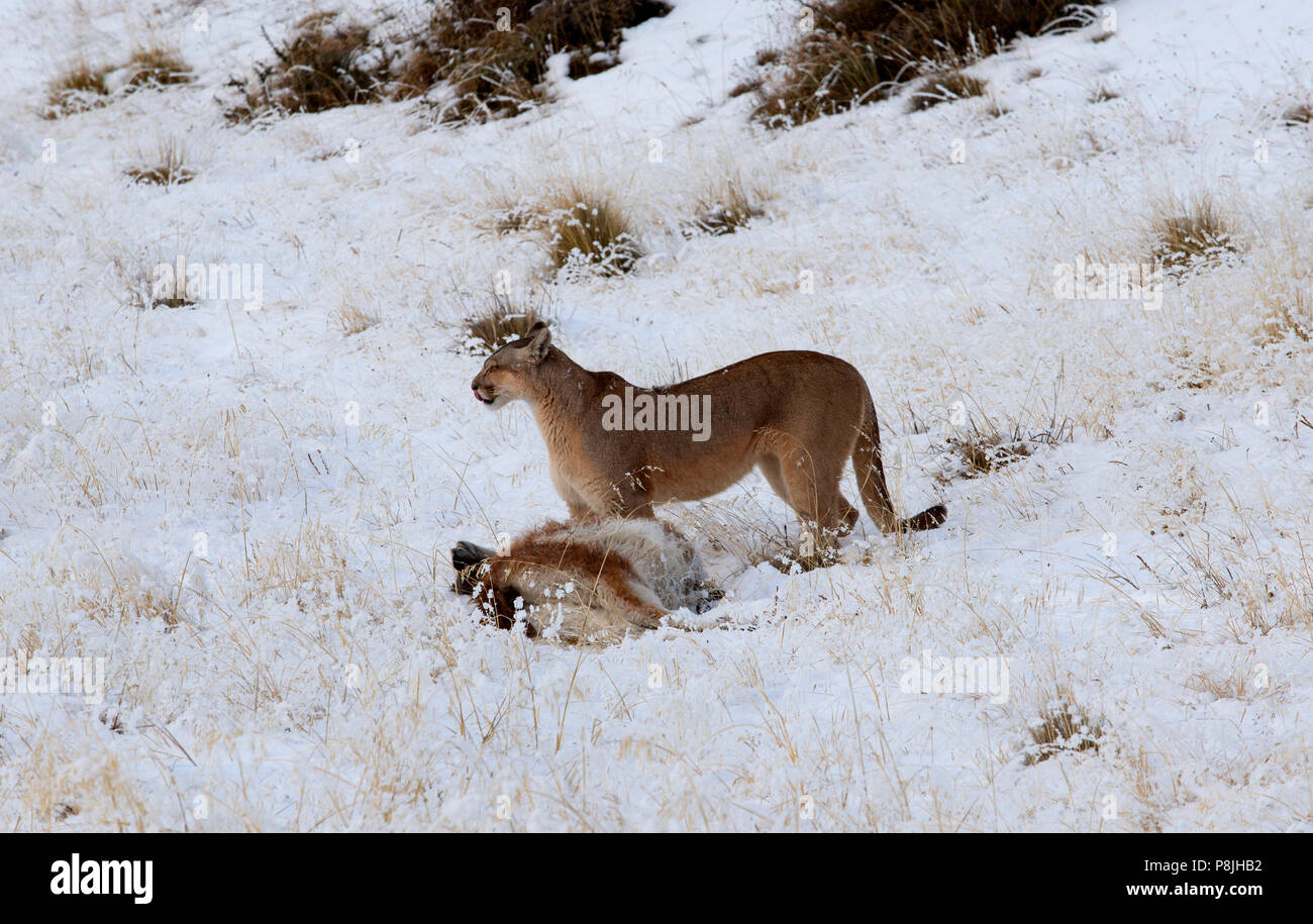 Wild female Patagonian Puma in winter landscape standing next to carcass of young Guanaco she has just killed, Stock Photo