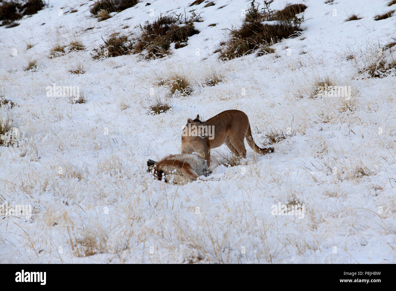 Wild female Patagonian Puma in winter landscape standing next to carcass of young Guanaco she has just killed, Stock Photo