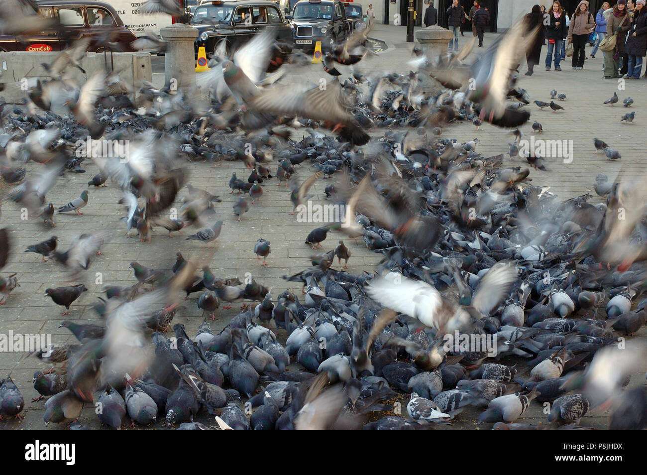 Vermin disease pigeon bird hires stock photography and images Alamy