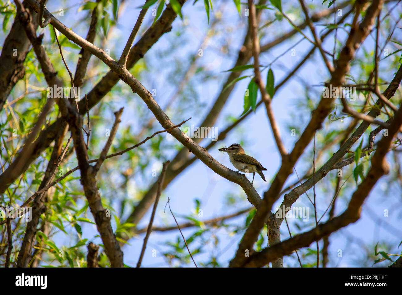 Red-Eyed Vireo eating fly. Junction Creek, in Sudbury, Ontario, Canada Stock Photo