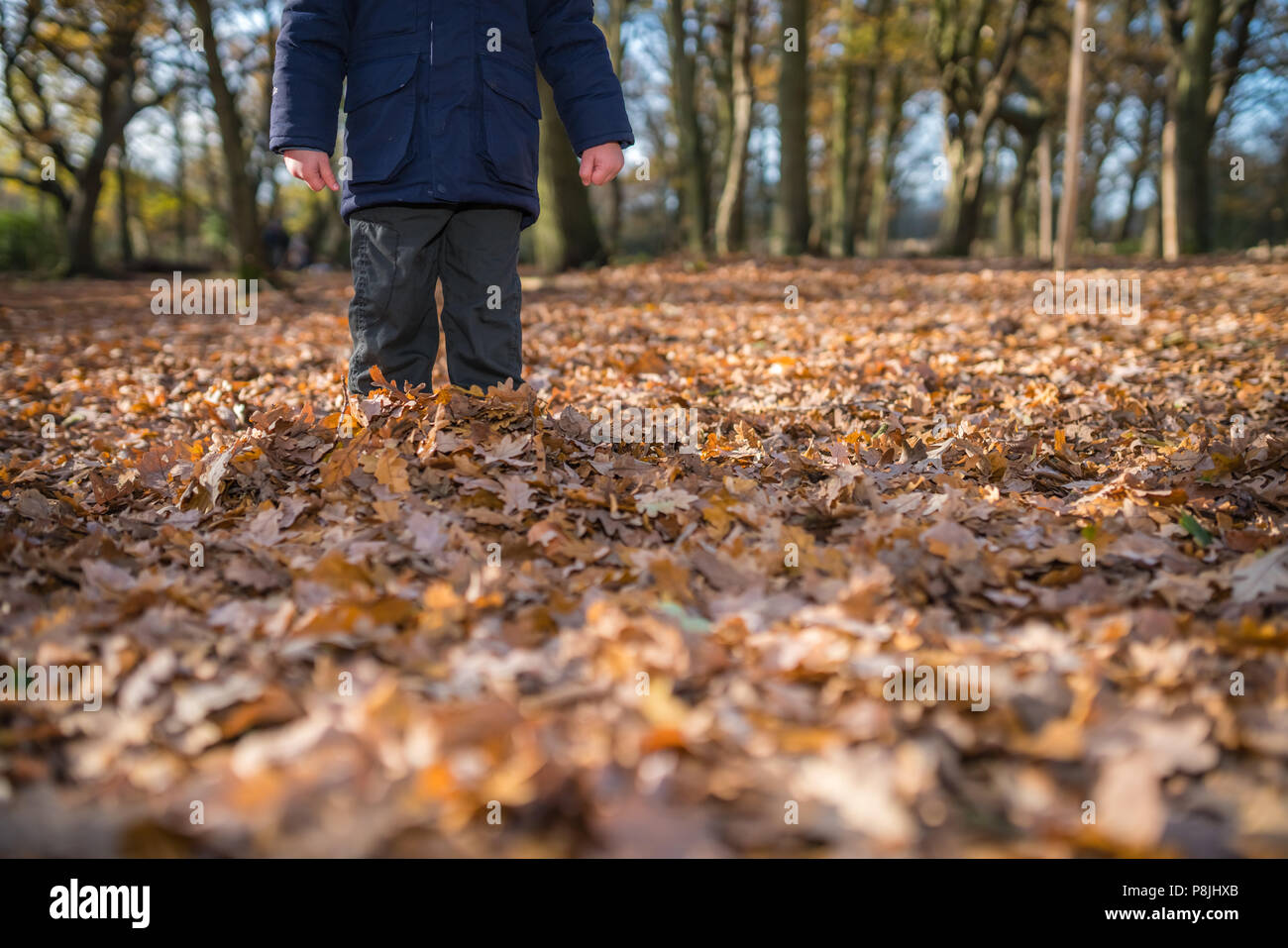 boy-standing-deep-in-the-fallen-leaves-in-autumn-in-a-forest-P8JHXB.jpg