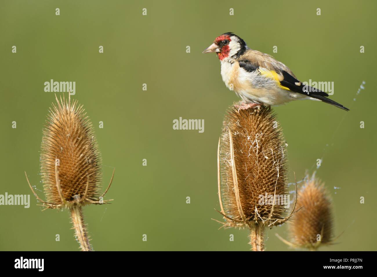 European Goldfinch feeding on seeds of the Wild Teasel Stock Photo