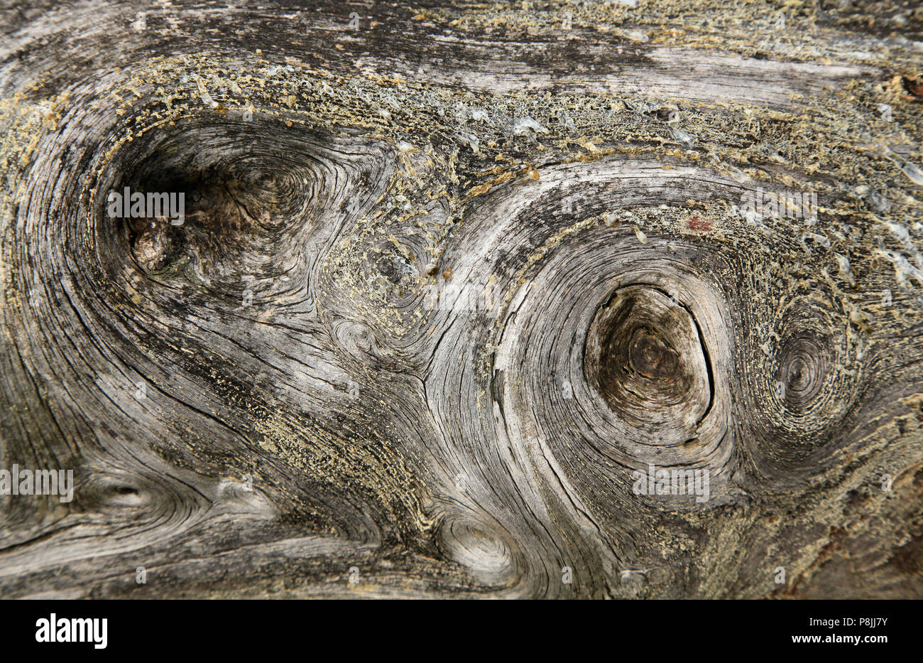 Stem of a damaged Scots pine with drops of resin. Stock Photo