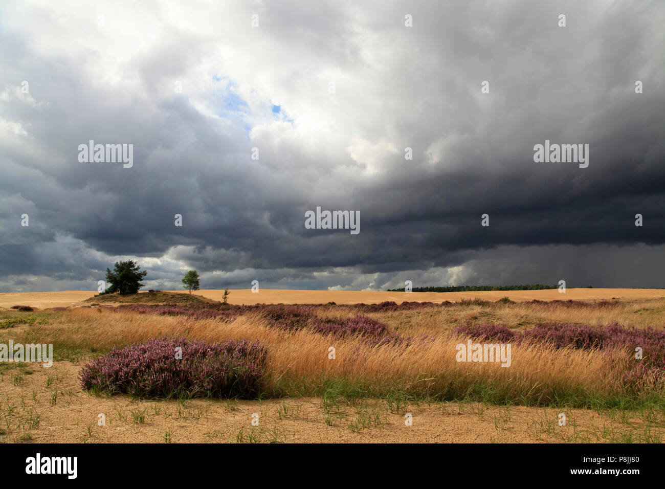 Inland sand dunes, an open space of sand, with some flowering heather and grasses. Stock Photo