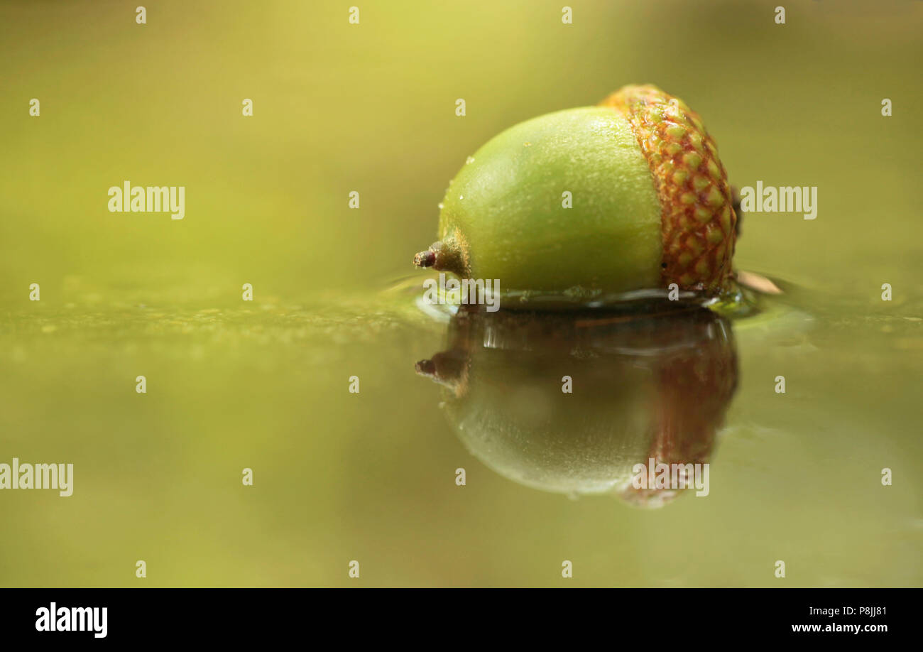 Red oak acorn in a rain pool Stock Photo