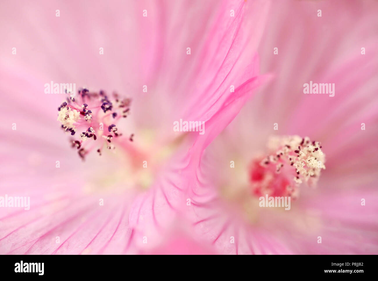 Detail of the blooming pink flower of  Musk Mallow Stock Photo