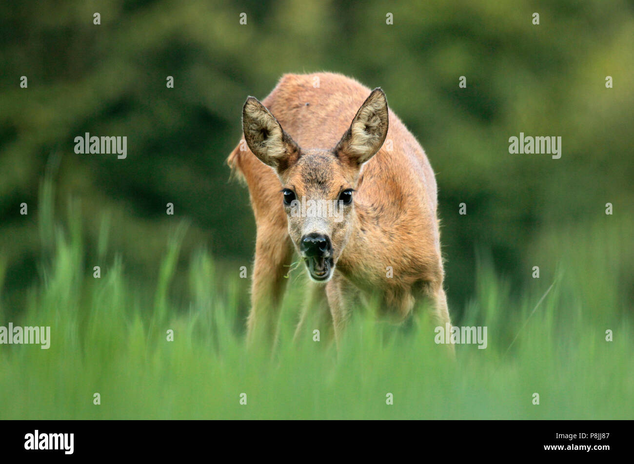 Roe Deer eating grass and looking up. Stock Photo