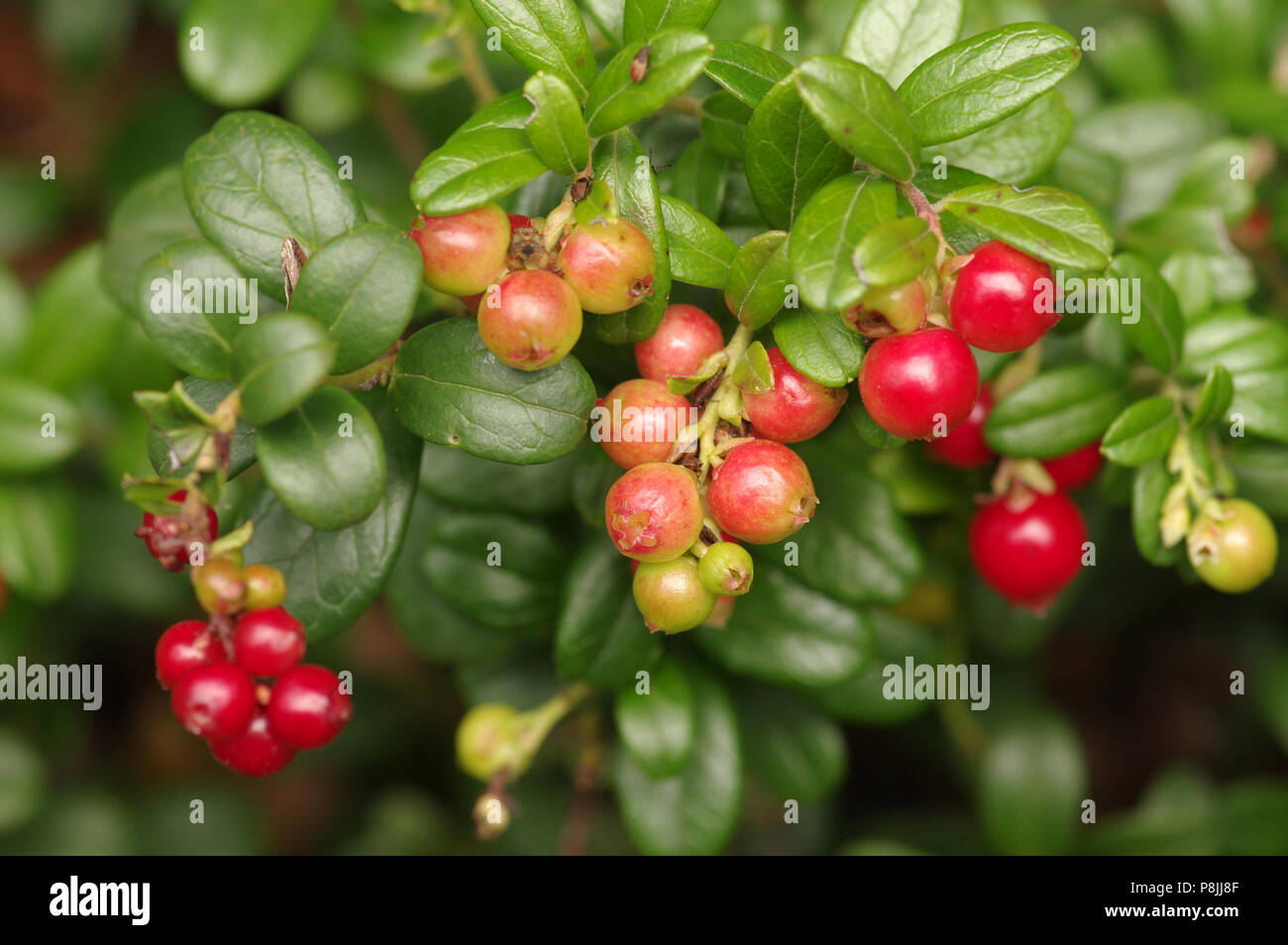 Red berries of Lingonberry Stock Photo