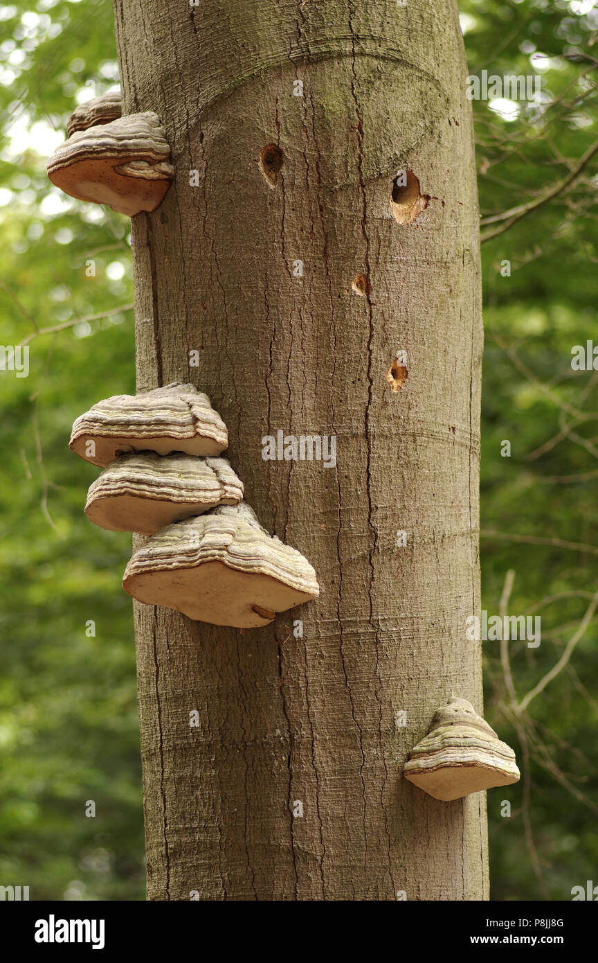 Tinder Fungus Stock Photo