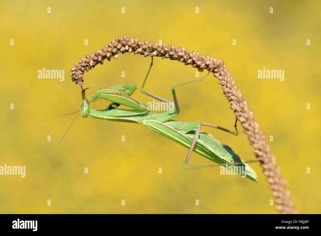 Close-up of European Mantis Stock Photo